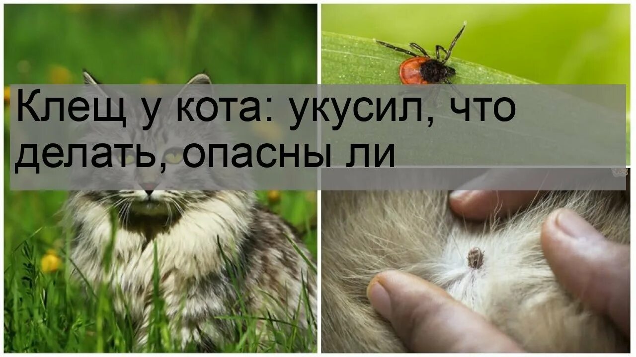 Блохи и блошаллергический дерматит Государственное бюджетное учреждение Новосиби