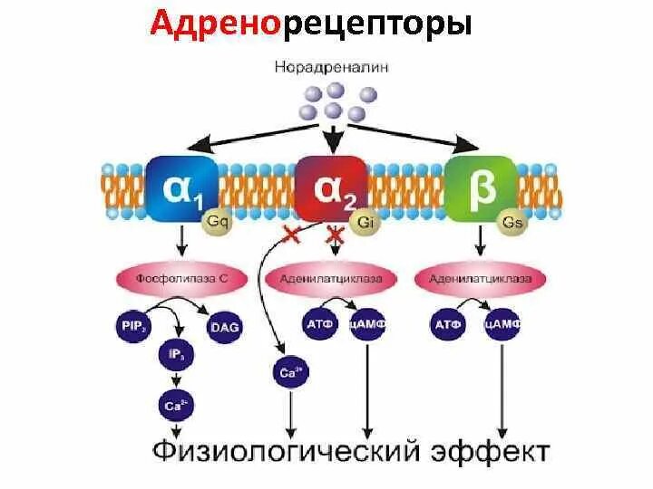 Механизм альфа 1 адренорецепторов. Бета 2 адреномиметики механизм действия. Бета 2 адреномиметики механизм действия фармакология. Бета 2 адренорецепторы механизм. Бета адреномиметики механизм действия.