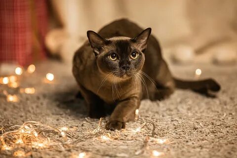 Кот бура