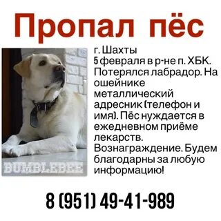 Потерялась собака