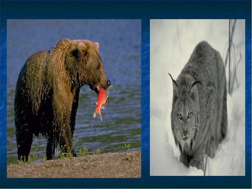 взаимосвязь растений. взаимо отношения животных в природе. связь животные животные. связь животные животные. взаимосвязь природы с животным это.