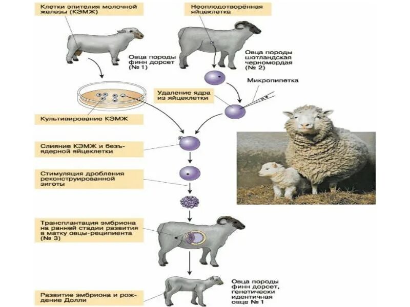 Почему растения клонируются легче животных. Этапы клонирования овечки Долли. Клонирование Долли схема. Клонирование овцы схема. Клеточная инженерия Овечка Долли.