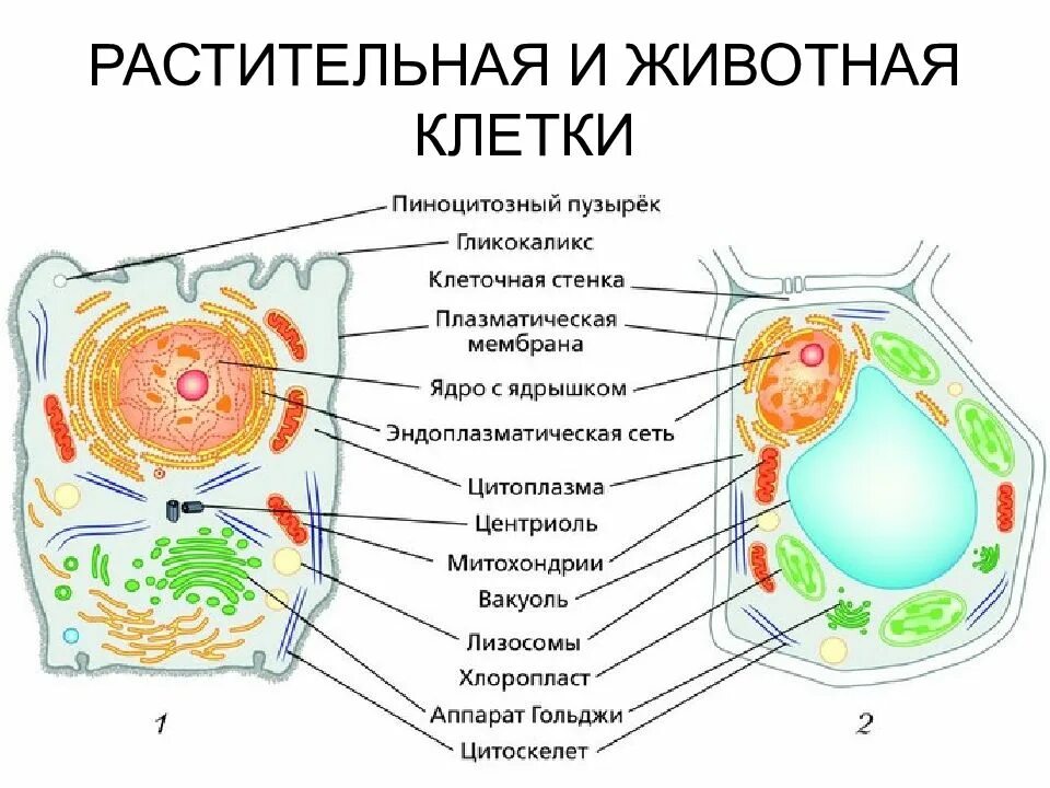 Главные части живой. Строение клетки растения и животного рисунок. Рисунок 15 органоиды животной и растительной клетки. Строение животной клетки и строение растительной клетки. Схема строения животной и растительной клетки.