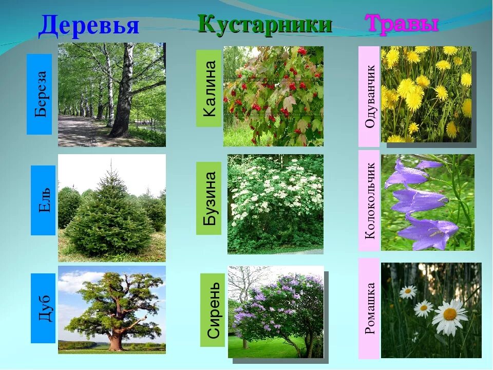 Деревья кустарники травы. Название кустарников и трав. Деревья в лесу названия. Дерево кустарник травянистое растение. Какие растение относится к лесу