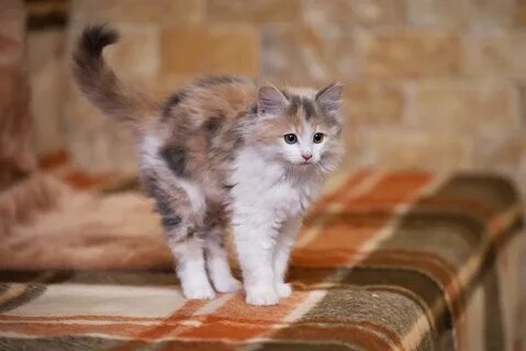 Кошка беспородная слушать