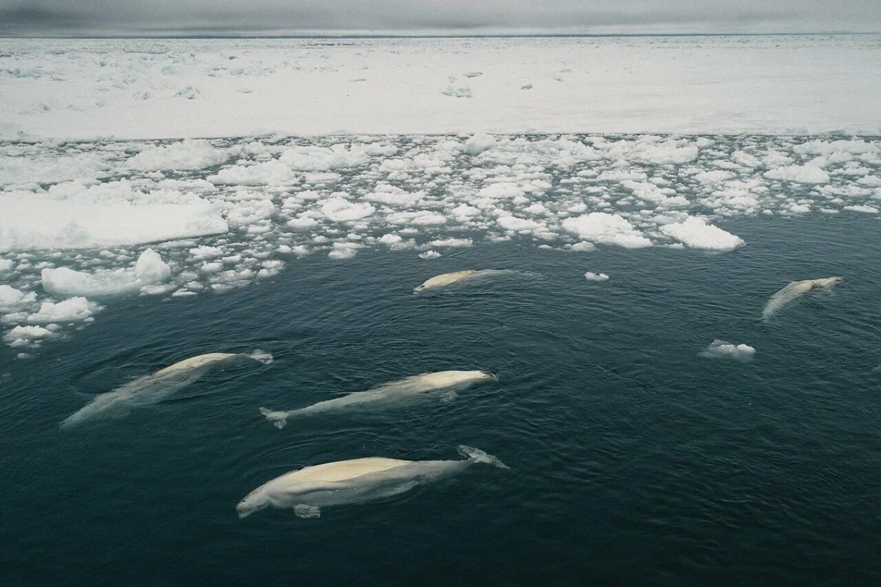 Крайнем северо востоке. Море Лаптевых Белуха. Арктика море Лаптевых. Море Лаптевых Гренландский кит. Рыбы моря Лаптевых.