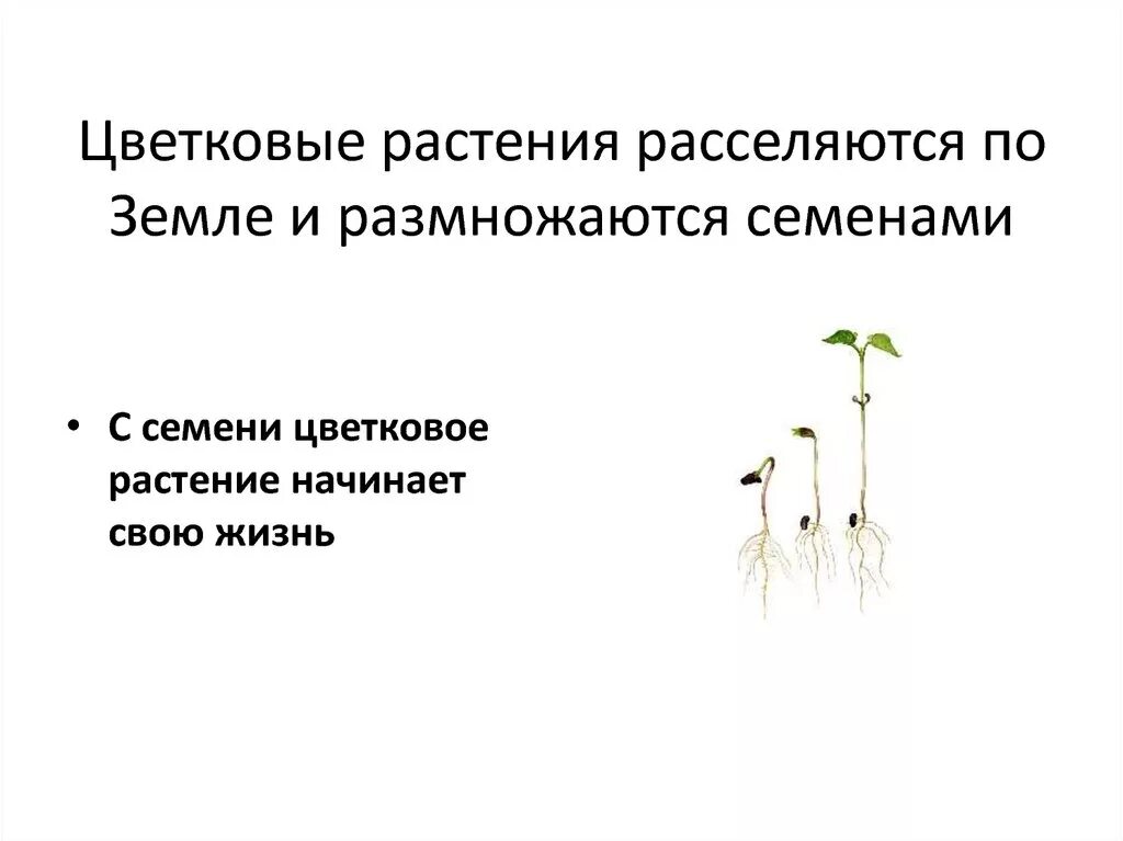 Семенами размножается растения имеющие. Размножение растений семенами. Семенное размножение растений. Растения размножающиеся семенами. Преимущества семенного размножения растений.