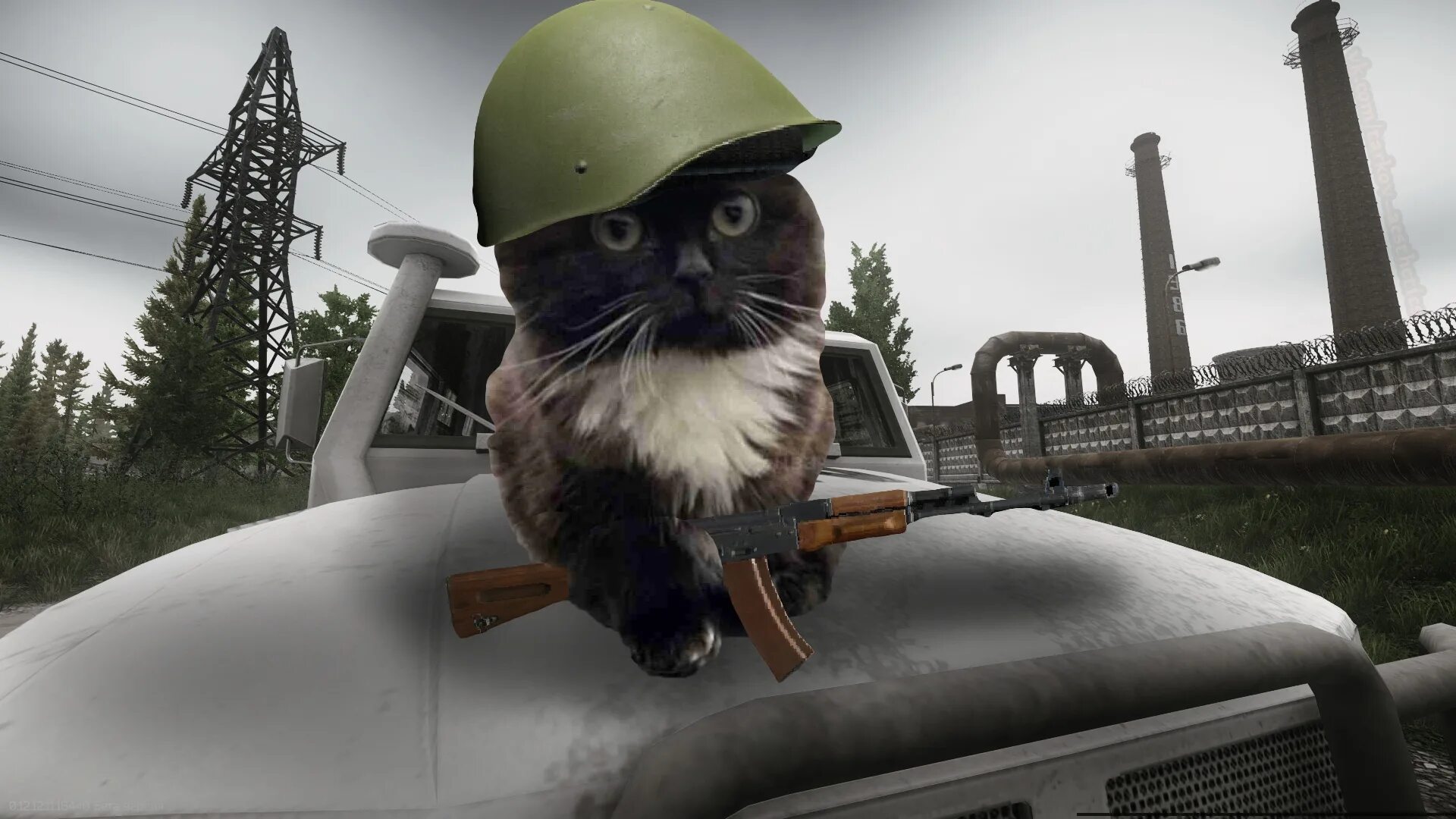 Котенок в военной форме. Коты. Мяуканье кошки. Крутые животные. Кошка вампир.