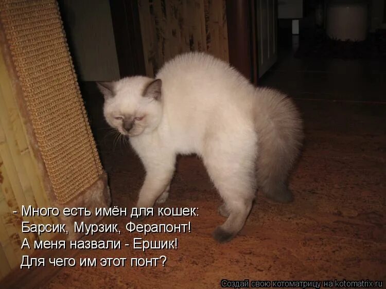 Дай имя кошки. Имена для кошек. Смешные клички для котов. Имена для котят. Кличка для котенка девочки.