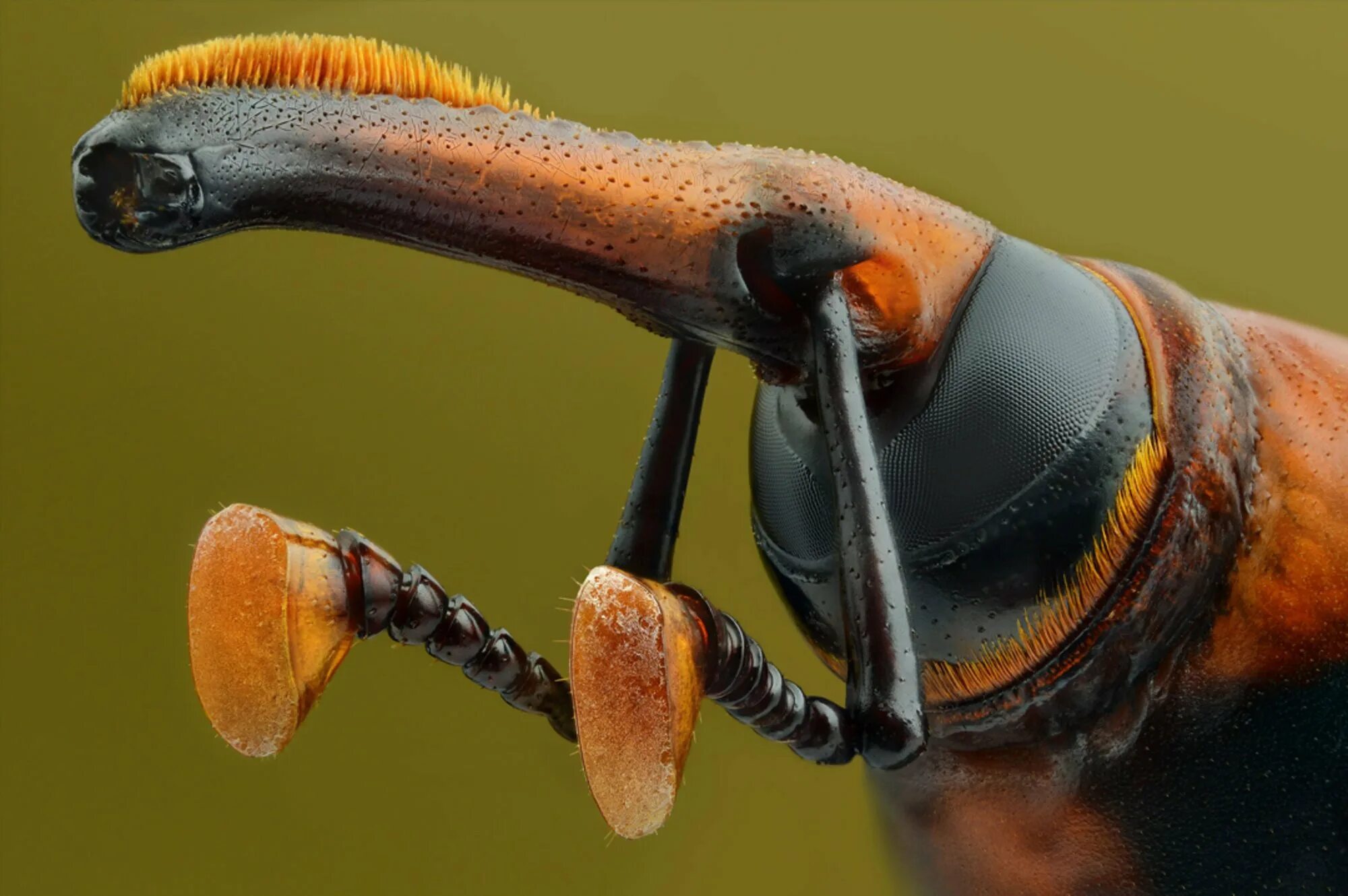 Интересные насекомые. Удивительные жуки. Жук Макросъемка. Самые смешные насекомые.
