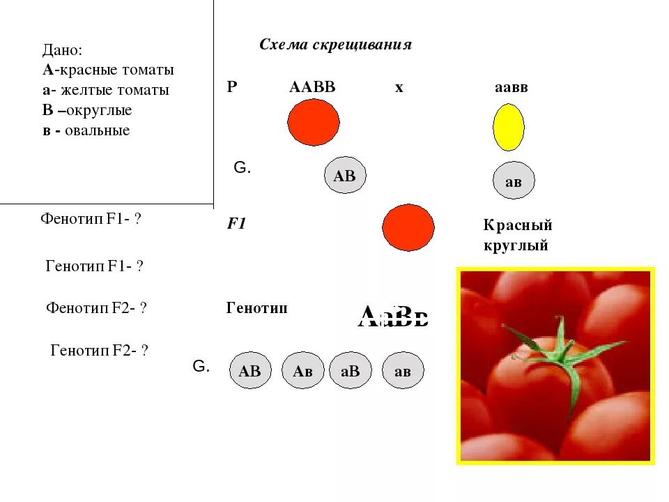 У томатов красная окраска доминирует над желтой. При скрещивании томатов с красными. У томатов округлая форма плодов. Скрестили томаты нормального роста с красными. Форма и окраска плодов томата.