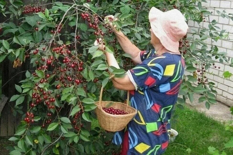 Как часто поливать вишню