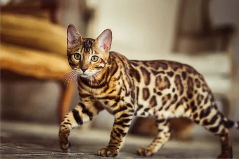 Кошки леопарды название породы