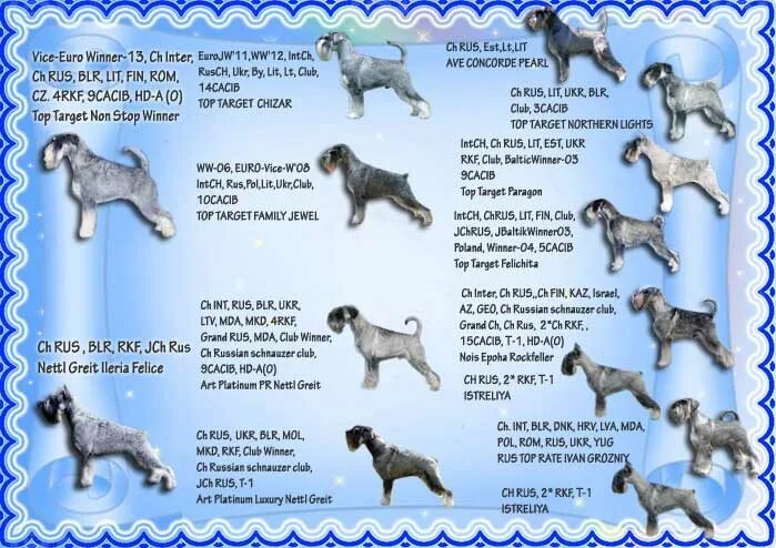 For My Dogs Комбинезон для собак оливковый для девочек, Размер B1 - купить с дос