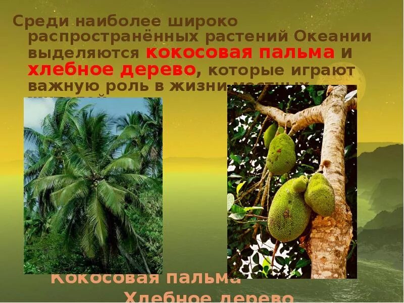 Пальма панданус плоды. Семейство тутовых деревьев. Кокосовая роща в майами. Панданус цветок. Кокосовые пальмы хлебное дерево бананы ананас.