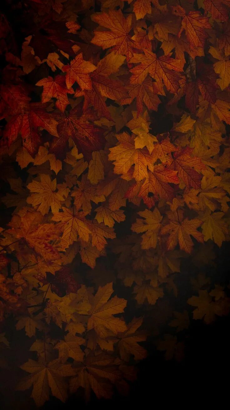phone wallpaper fall herbst Autumn leaves wallpaper, Fall wallpaper, Autumn scen