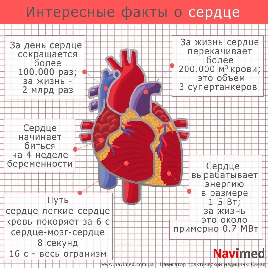 Сердце человека литература. Интересные факты о сердце. Интересные факты о сердце человека. Интересные сердца. Интересные факты о сердце для детей.