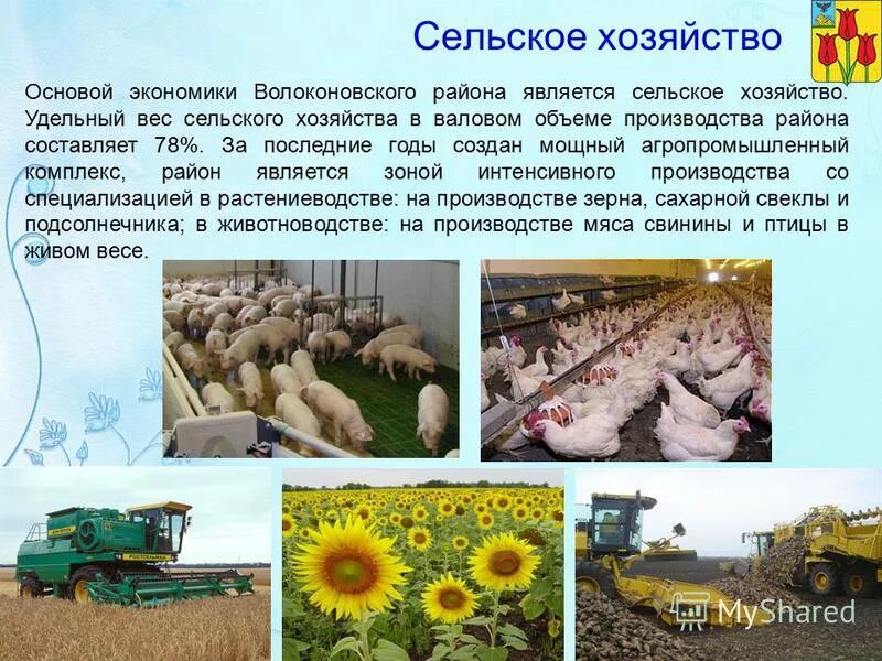 Назывались сельские хозяйства. Основы сельского хозяйства. Сельское хозяйство основа экономики. Основы отраслей сельского хозяйства. Отрасль сельского хозяйства Волоконовского района.