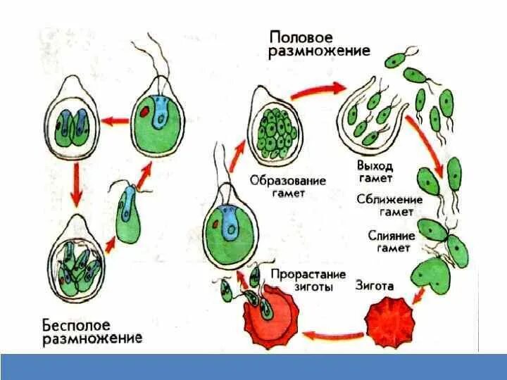 Установите последовательность происходящих при размножении человека. Схема полового размножения растений 6 класс. Половое и бесполое размножение растений схема. Схема полового и бесполого размножения растений. Схема полового размножения биология 6 класс.