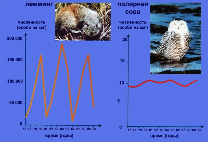 Численность особей равна. Структура популяции животных таблица. Численность популяции. Динамика численности популяции. Численность структура популяции.