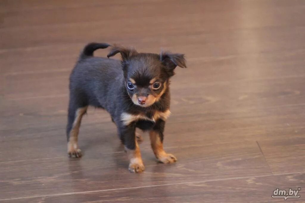 Карликовый той терьер длинношерстный. Той терьер пушистый. Московский длинношерстный тойтерьер. Тойтерьеры мини пушистые щенки. Той терьер длинношерстный стандарт.