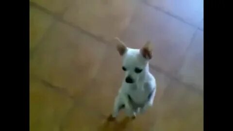 Собака танцует под песню