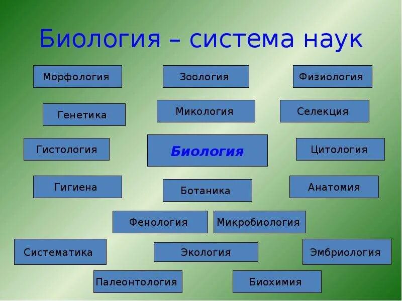 Биология в системе наук. Система биологических наук. Схема биологических наук. Биология система биологических наук.