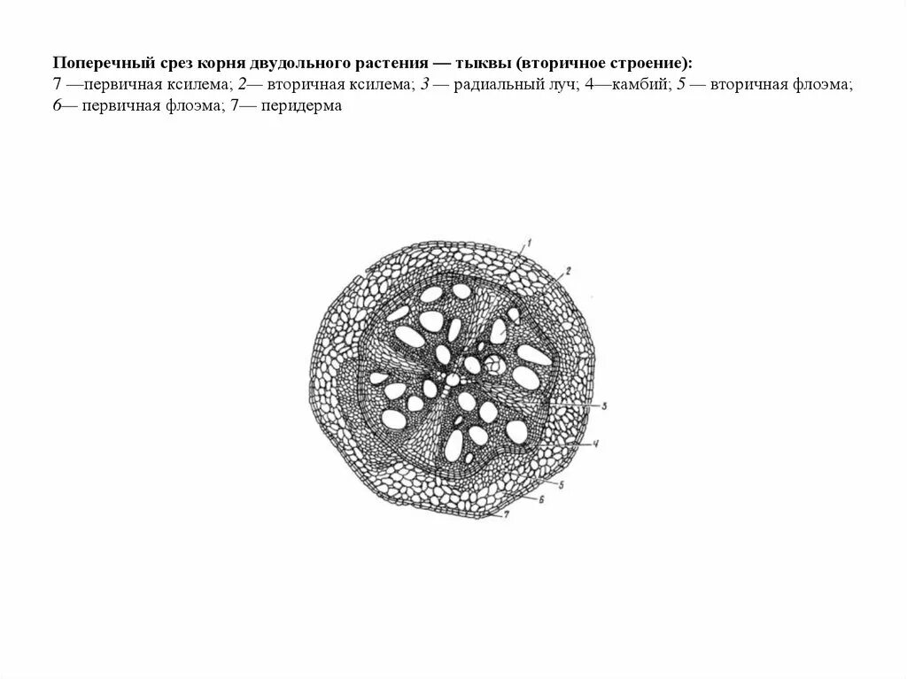 Данные поперечного среза. Корневище двудольного поперечный срез. Поперечный срез корня двудольного. Поперечный срез корня двудольных цветков. Срез стебля двудольного растения.