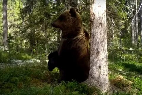 Медведь попал