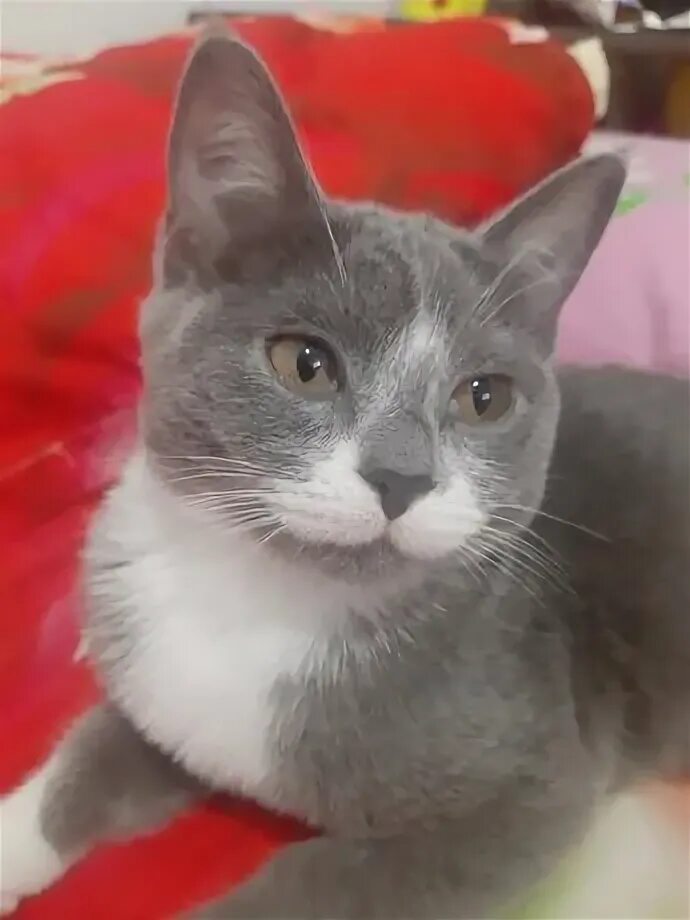 Кошка тараз