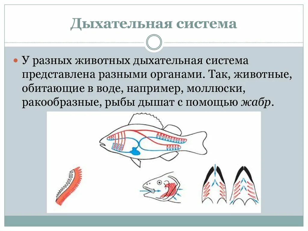 Особенности дыхания зверей