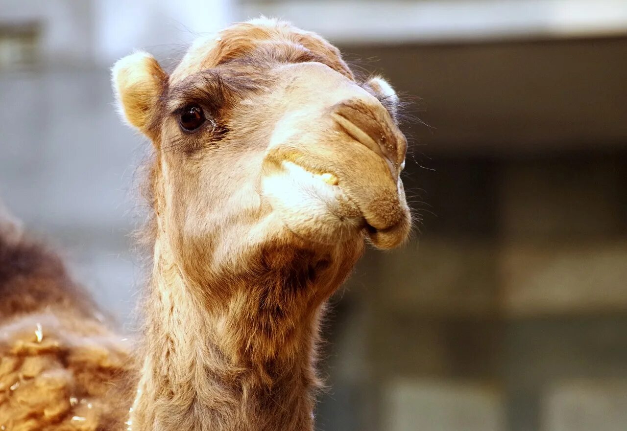 Болезни верблюдовых. Фиксация верблюдов ветеринария. Ветеринар. Верблюд и кактус. Болезни верблюдовых.