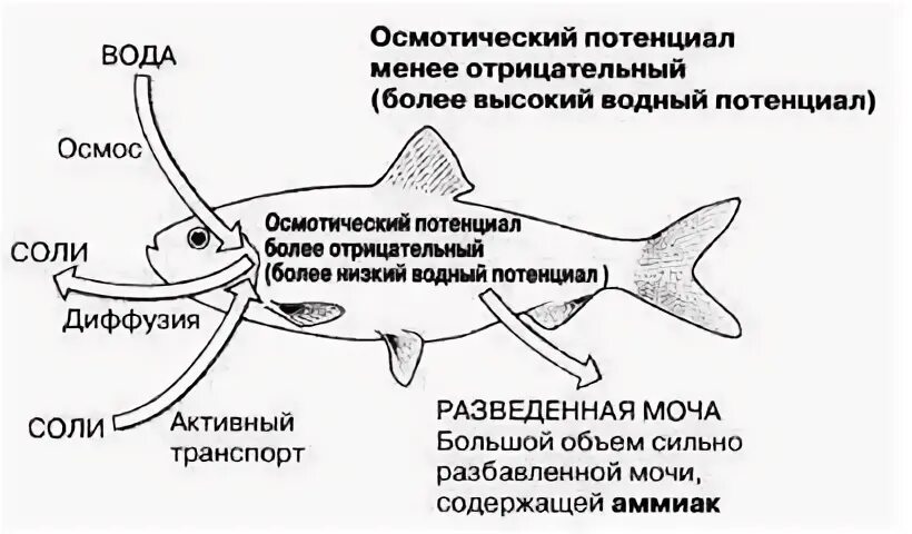 Какое выделение у рыб. Осморегуляция у рыб. осморегуляция костных рыб. схема клонирования костных рыб. значение слизи у рыб.
