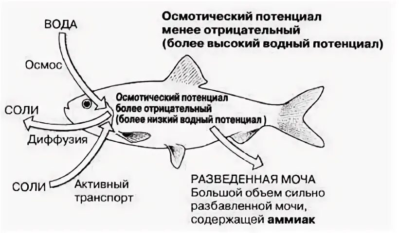 Осморегуляция у рыб. Осморегуляция животных. Осморегуляция у хрящевых рыб. Осморегуляция костных рыб.