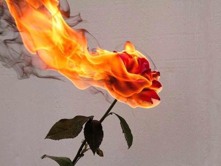 Burnt roses