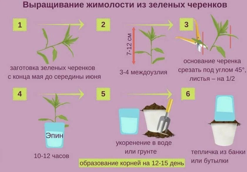 Как посадить голос. Укоренение жимолости зелеными черенками. Размножение жимолости черенками летом. Размножение жимолости отводками весной. Жимолость одревесневшие черенки.