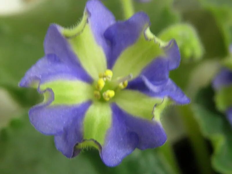 Harmony s little stinker фиалка. Фиалка узамбарская химера. Фиалки сенполия химера. Фиалка tineke химера. Фиалки химеры сорта.