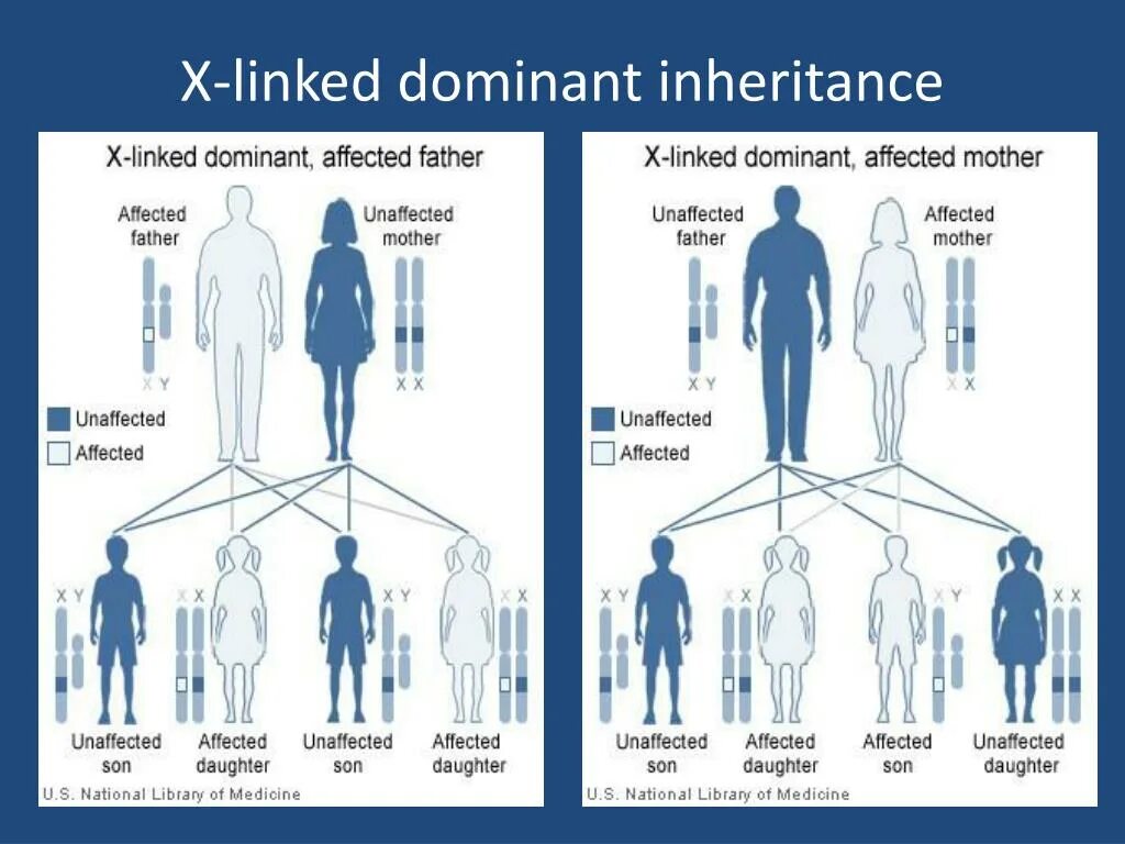 Inheritance перевод. Inheritance перевод