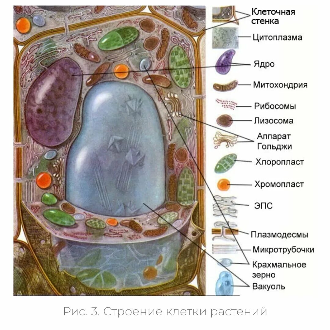 Хлоропласты ядро митохондрии лизосомы. Обобщённая схема строения растительной клетки. Строение клетки растения. Биология строение растительной клетки. Растительные клетки строение растительной клетки.