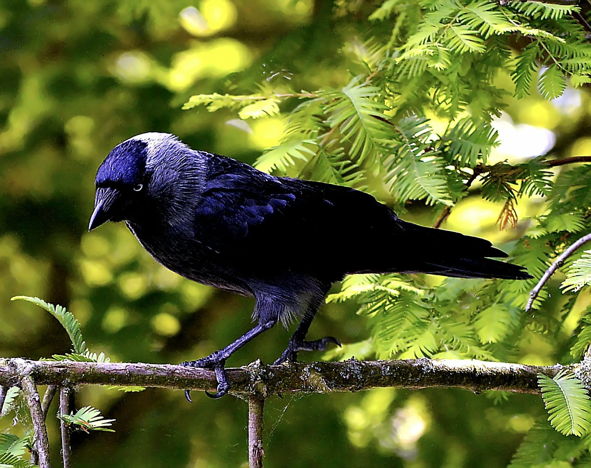 Виды темных птиц. Галка обыкновенная ‒ Corvus monedula. Белоклювый ворон. Синяя Галка птица. Галка Крымская птица.