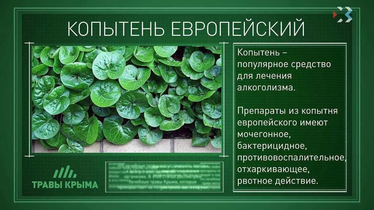 Копытень европейский корень. Трава копытень в аптеке. Копытень европейский от алкоголизма. Копытень европейский корень. Копытень европейский корень.
