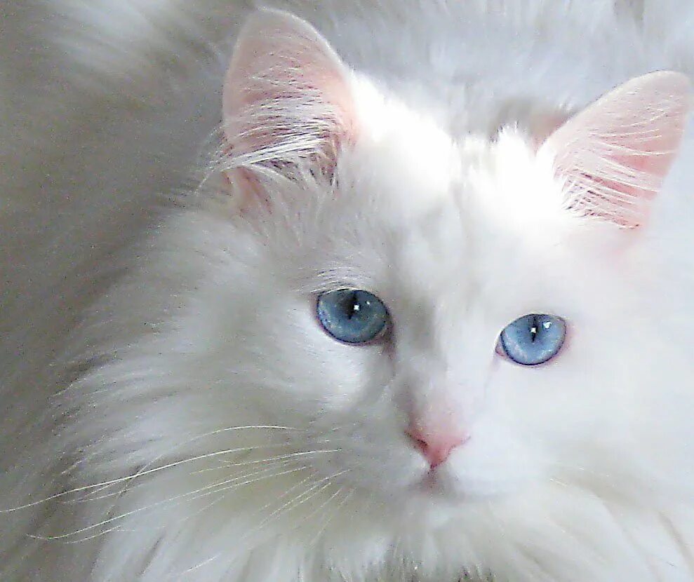 Как называется белая порода кошек. Сибирская ангорская кошка белая. Сибирская ангора кошка белый кот. Турецкая ангора биколор. Турецкая ангорская котенок белый.