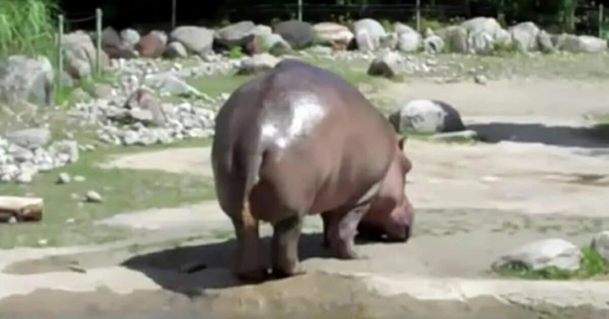 Какой звук издает гиппопотам. Звук издает бегемот. Мокрый бегемот. Гиппопотам 2018. Мокрый бегемот.