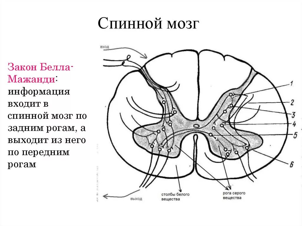 Двигательный передние рога спинного мозга. Нервная система схема спинного мозга. Задние рога спинного мозга. Спинной мозг в разрезе ЕГЭ.