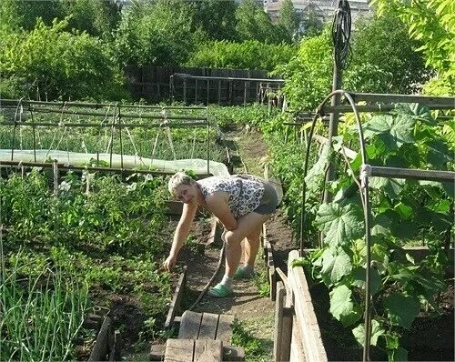 Подглядывание за бабушкой. Загорать на огороде. Дачницы на даче. Загораем на даче на грядках. Загораю на грядках.