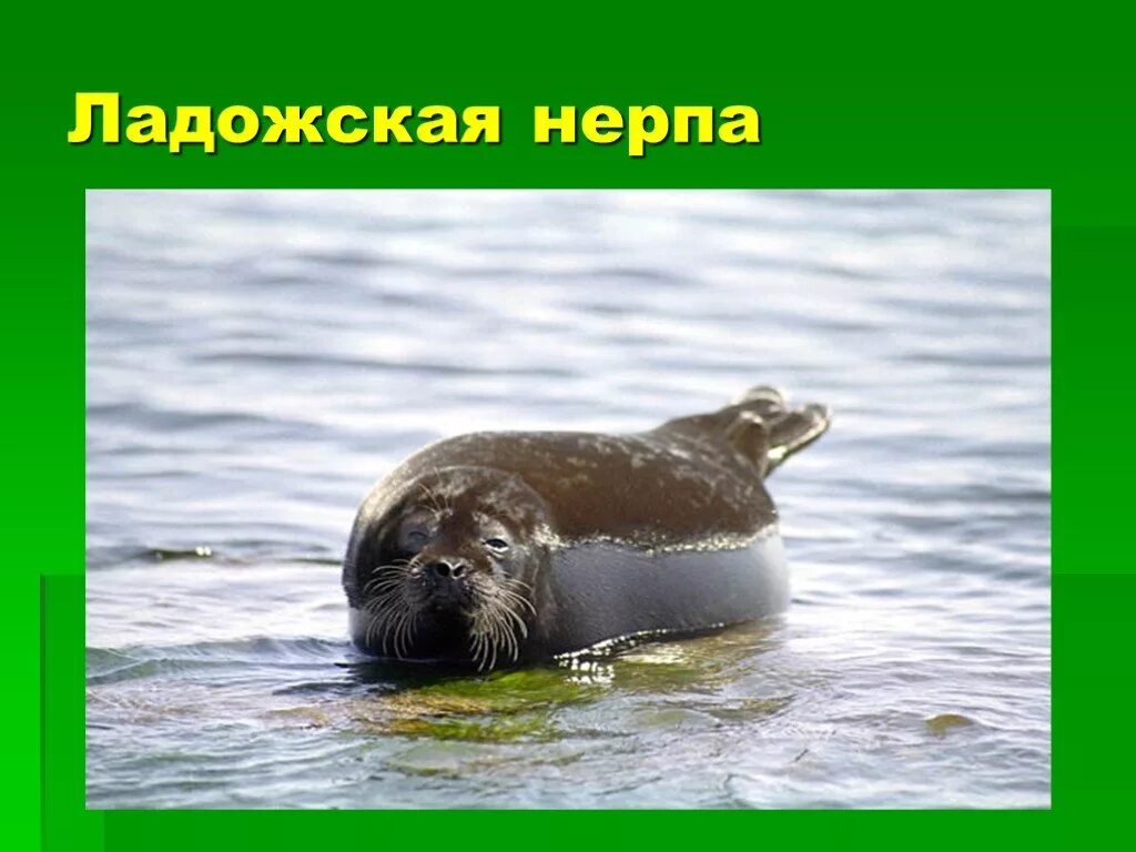 Ладожская усадьба карелия официальный сайт. Сообщение о ладожском озере. , 1, посёлок ниэмелянхови. База ладожская усадьба. Гостиничный комплекс ладожская усадьба, сортавала,.