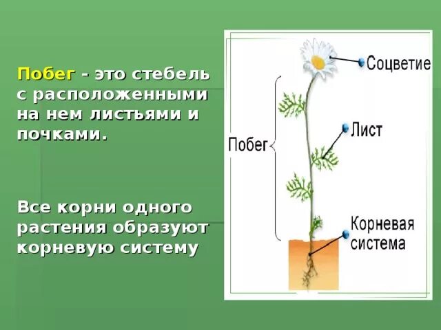 Части побега растения. Стебель с расположенными на нем листьями и почками. Побег стебель. Органы растений побег стебель.