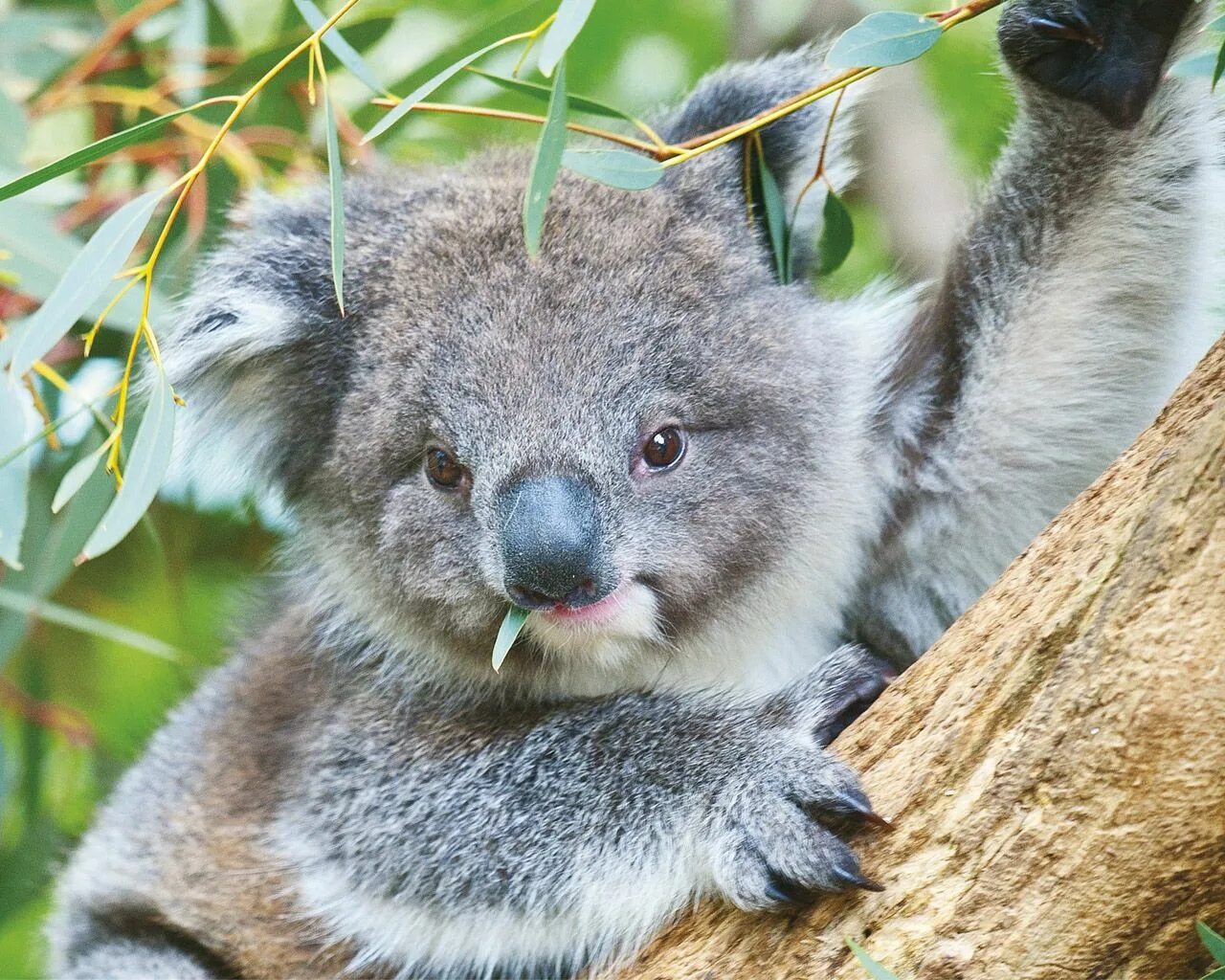 Коала сумчатое. Австралия сумчатые коала. Сумчатый мишка коала. 4 Коалы. Австралийская коала