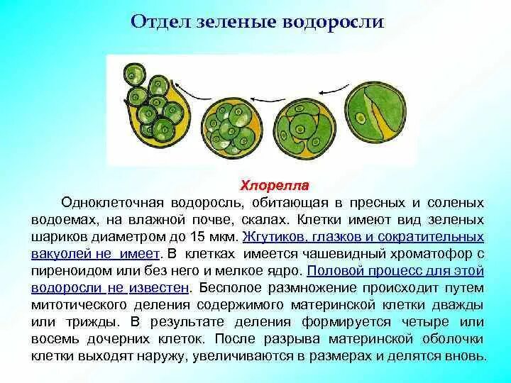 В каких биотехнологиях используют одноклеточные водоросли. Одноклеточные растения хлорелла. Одноклеточная водоросль хлорелла. Шизогония хлореллы. Строение клеток зеленых водорослей хлорелла.