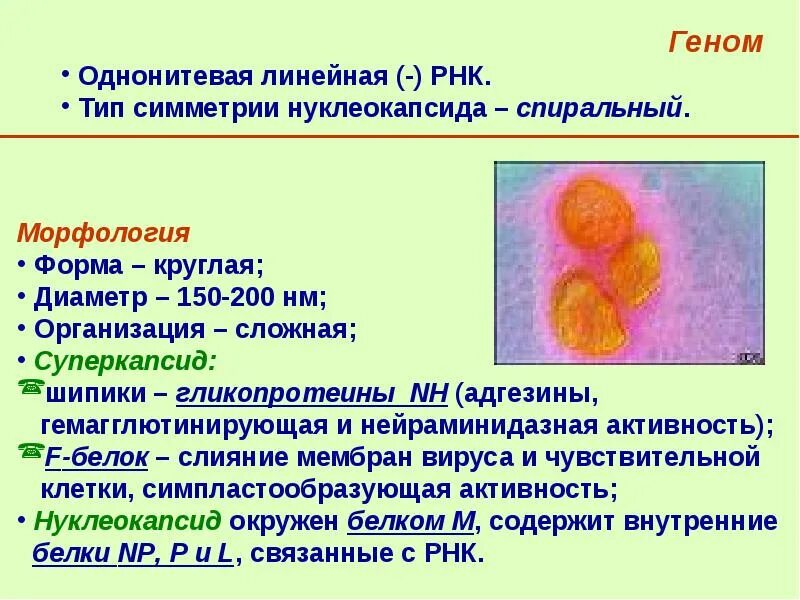 Паротит микробиология. Возбудитель свинки эпидемического паротита. Вирус эпидемического паротита строение. Вирус эпидемического паротита характеристика. Вирус семейства paramyxoviridae.